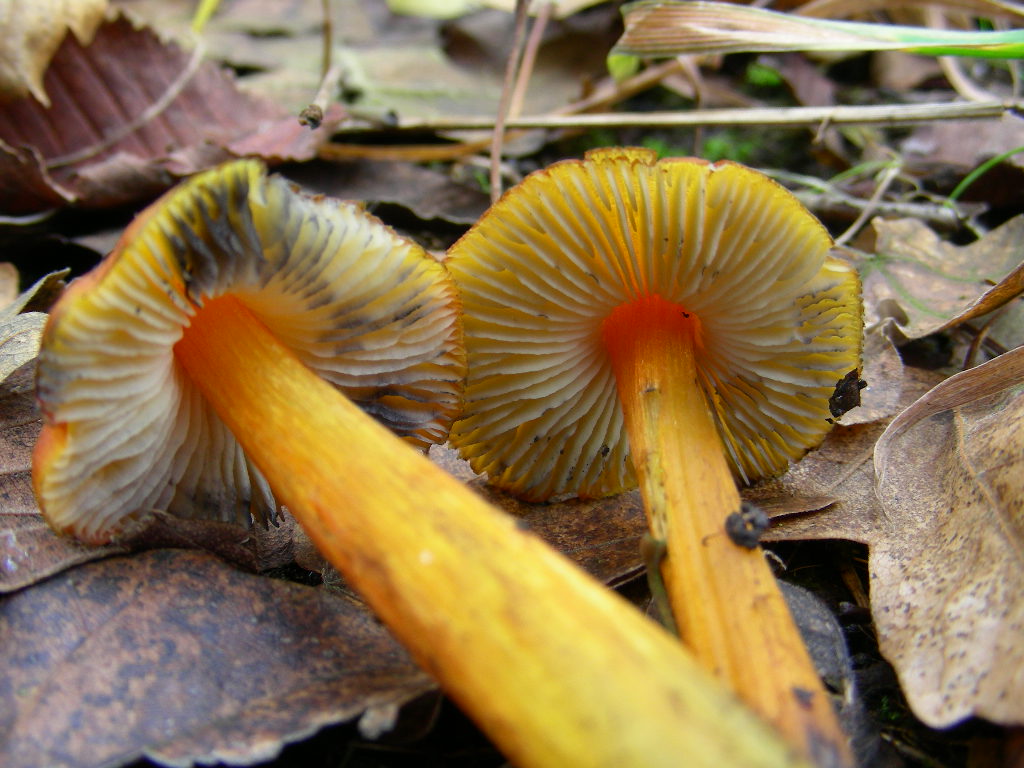 Hygrocybe conica ...